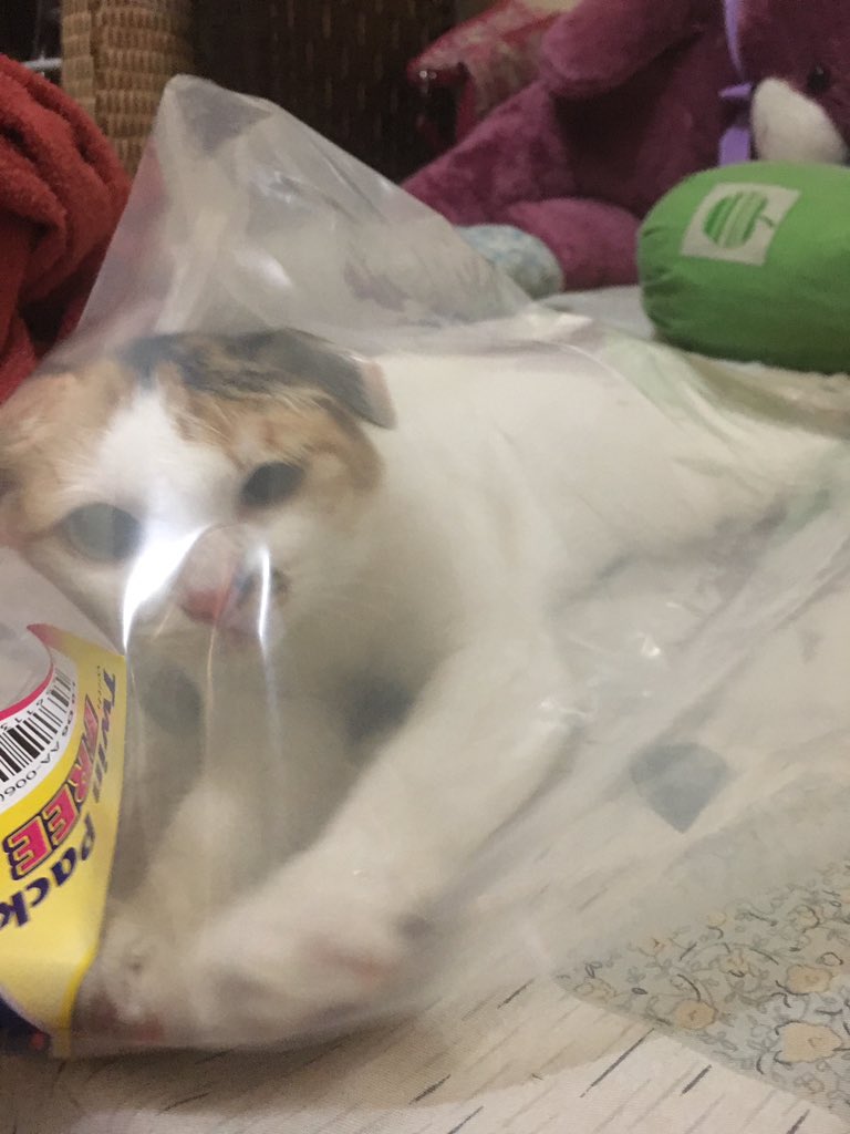 unashifo's tweet photo. @ulat_bulu_bulu Orang kemas bilik, dia sibuk masuk lam plastik 😤 https://t.co/vhRrYlDrt8