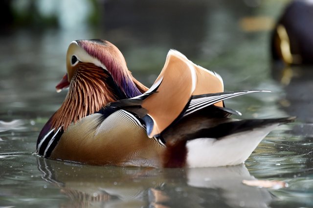 sfdb's tweet photo. New Yorkers are going nuts over the Mandarin duck in Central Park...
#DuckFever
via @Gothamist https://t.co/0hPz5V25ls https://t.co/VMzuHltvCG