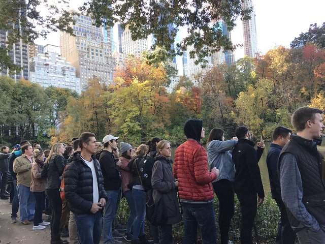 sfdb's tweet photo. New Yorkers are going nuts over the Mandarin duck in Central Park...
#DuckFever
via @Gothamist https://t.co/0hPz5V25ls https://t.co/VMzuHltvCG