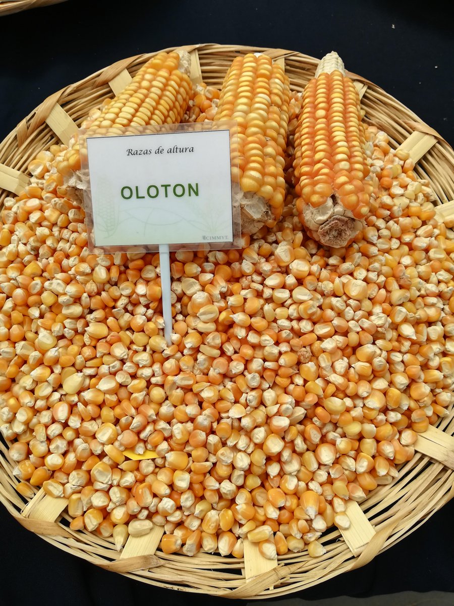 Olotón is a native #maize variety from the highlands of #Chiapas, #Mexico. It is eaten off the cob or used to make tortillas, atole, tamales and pozole. It's also used as fodder and fuel.

#cimmyt #maiz #heritagegrains #cropsincolor #biodiversity #maizemonday