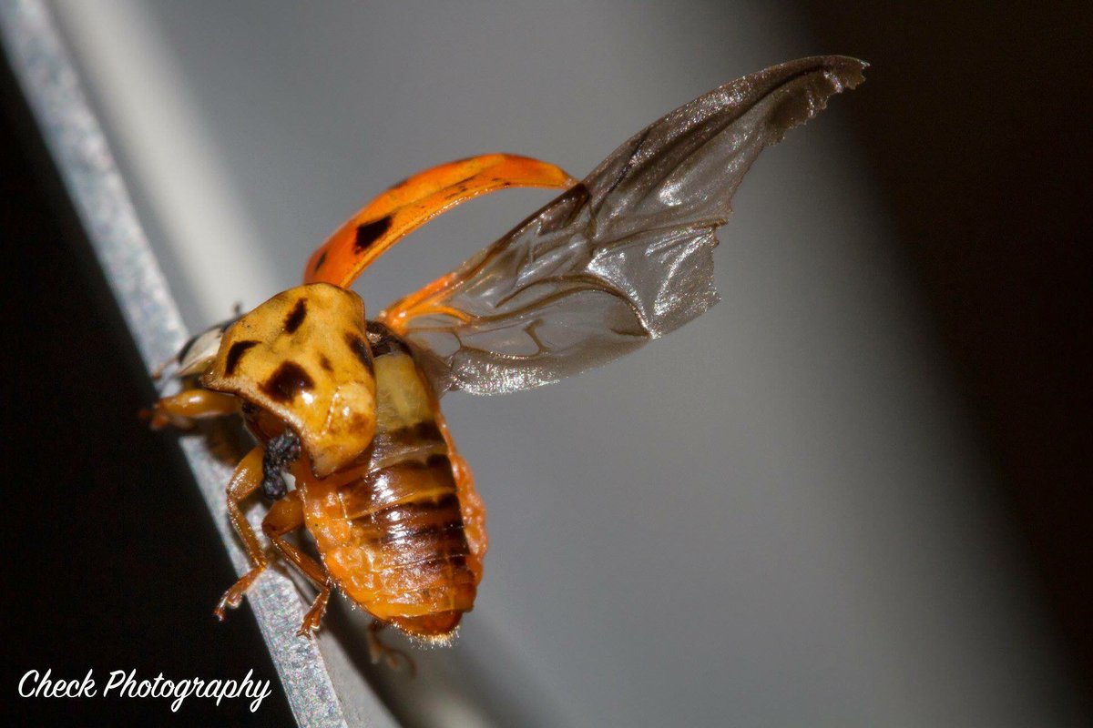 CheckPhotograph's tweet photo. Happy Monday Bugday! #checkphotography #mondaybugday #monday #canon #macro #macrophotography #macrophoto #macrobellows #nature #naturephotography #insect #outside #insects #bug #bugs #chubby #beautiful #critter #work #asianladybeetle #beetle #stretch #broken #wing #Fall #November https://t.co/rCVcYWz7bj