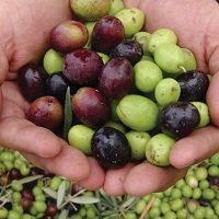 VisitMesa's tweet photo. Join @QCOliveMill for the biggest day of the year: The Olivepalooza Harvest Party! The party starts at 11:00 a.m. this Saturday, November 10 - Don't be late! 🌿 #MesaCityLimitless https://t.co/7EdIzAAwNC https://t.co/IwnK3irF3V