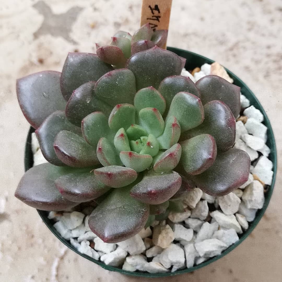 ピンクルビー Twitter Search