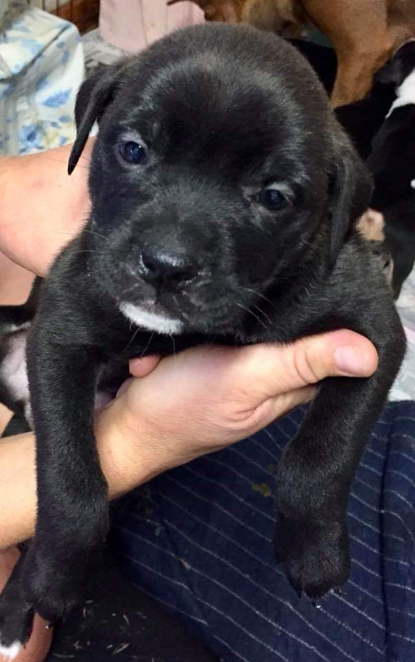 PetSmart Mandeville tweet media