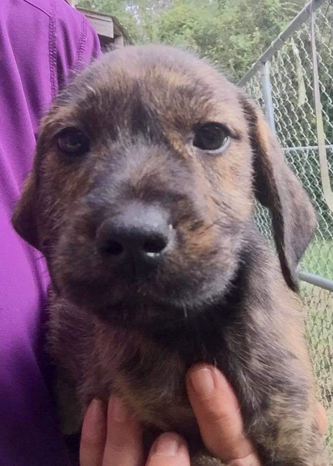 PetSmart Mandeville tweet media