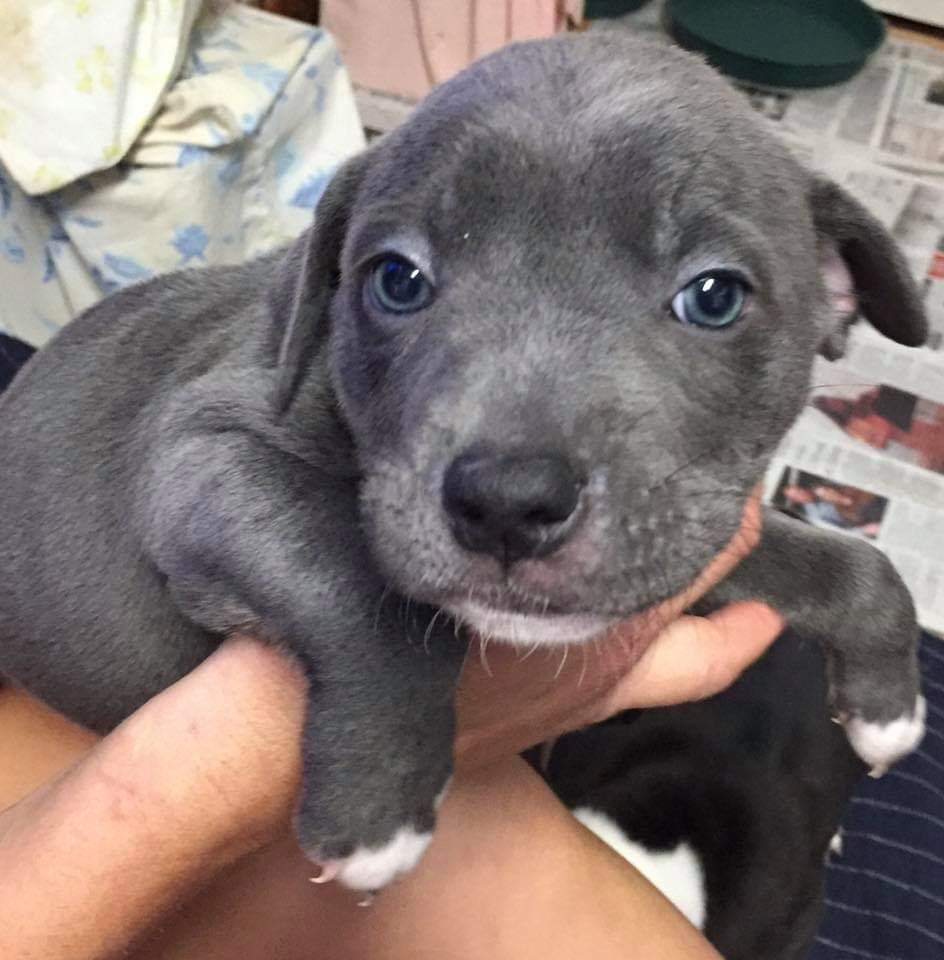 PetSmart Mandeville tweet media