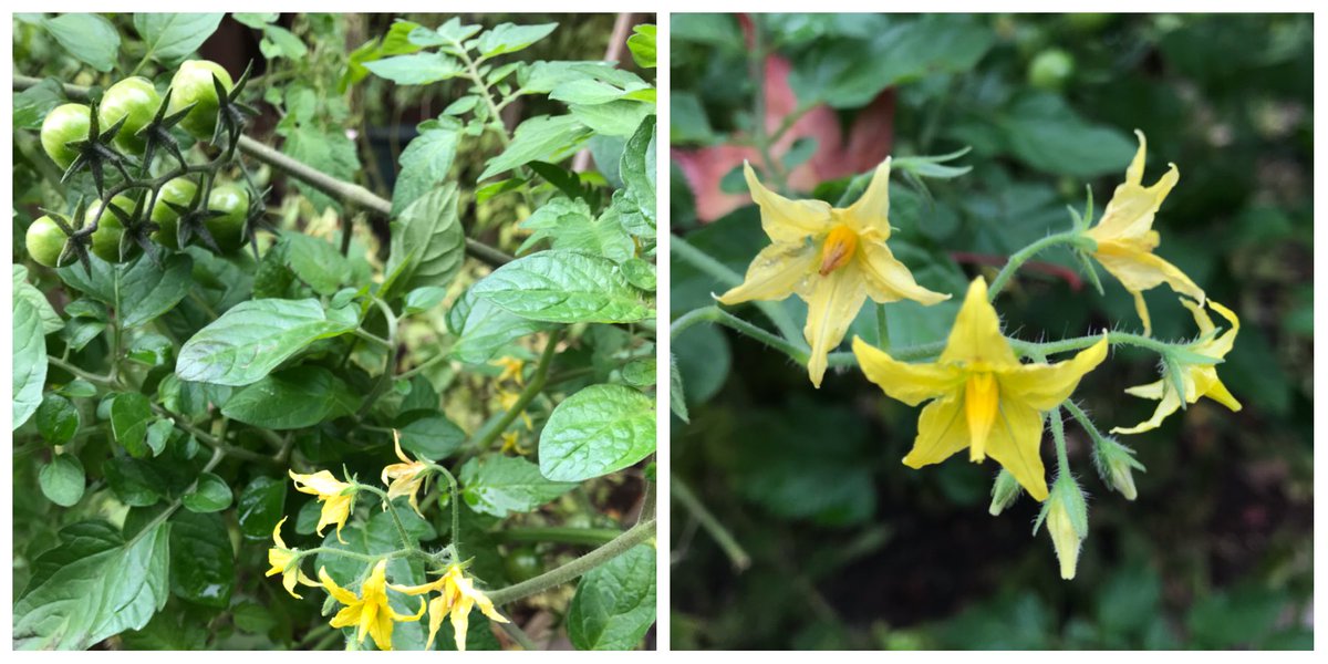 November in Dripio test garden. Due to warm temperatures our tomatoes are still blossoming in November!🍅 To learn about our smart technology visit us at dripio.com💦
#smartwatering #dripirrigationsystem #smartwateringsystem #smartcontroller #pdx #kickstarterproject