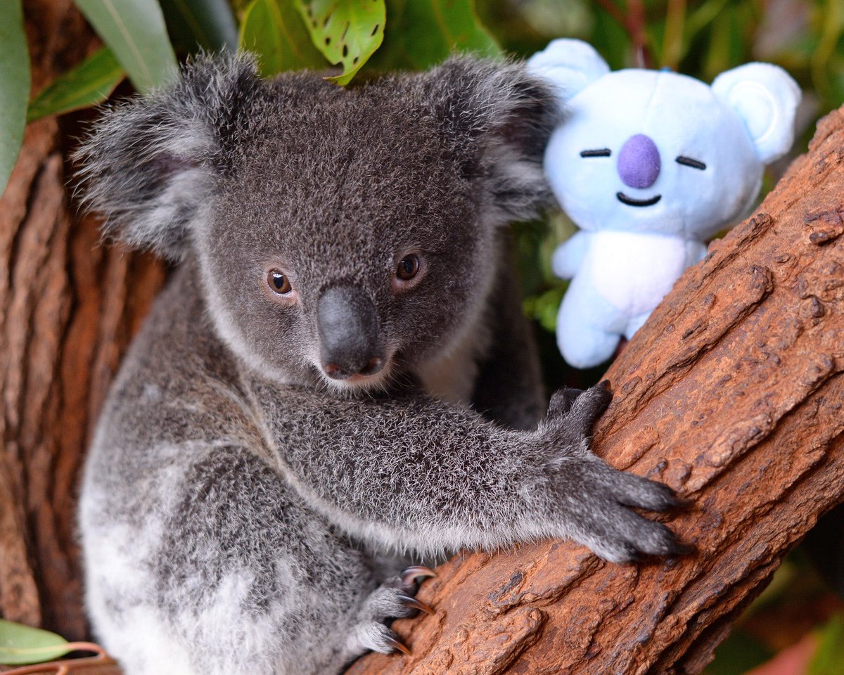 Australia Zoo On Twitter Introducing Koya The Koala Joey Koya Received Her Name From The Bts Army Australia In Honour Of Namjoon From The Band Bts Who Created The Cartoon Character Koya This
