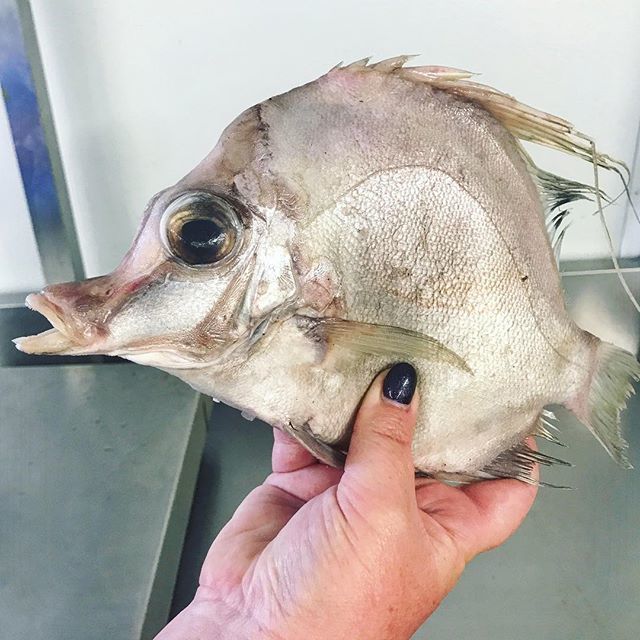 Ashmore Foods on X: Lil' baby boarfish. These fellas have small