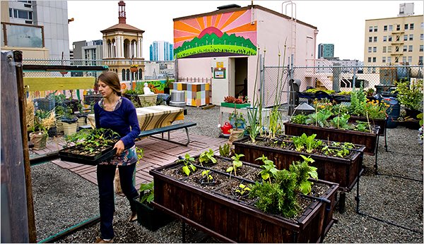 A smaller form of #urban #green #spaces, rooftop #gardens benefit urban residents by providing space for community gatherings, nutritious food, increased biodiversity, and care for the roof. #communitygarden #ecofarming #rooftop #gardens #sustainableliving #nutrition