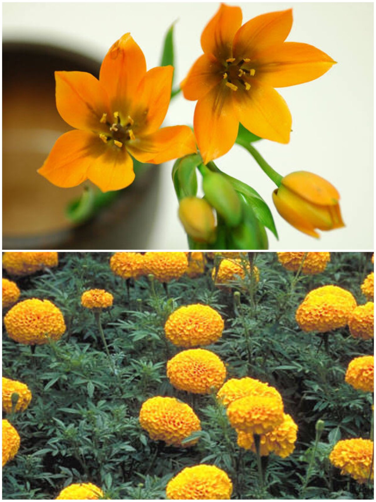 2ありがとう ある このufoカフェ書き下ろしの切嗣の花冠の花がもしオーニソガラムとマリーゴールドだったら 花言葉が オーニソガラム 希望 純粋 マリーゴールド 絶望 哀しみ 3 T Co Ewjycwo7ph Twitter