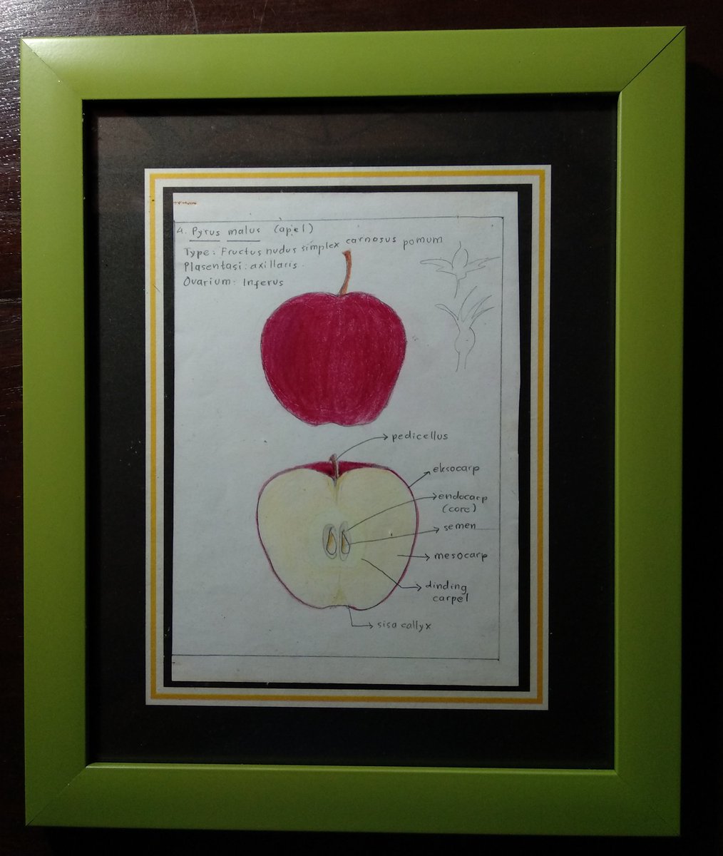 K4hur1ph1rup4n's tweet image. Dibuang sayang (sambungan)...

Sketsa praktikum kuliah Struktur Tumbuhan di Jurusan Biologi UI

#KetauanDehAngkatanTuwir #Biologi #FMIPAUI