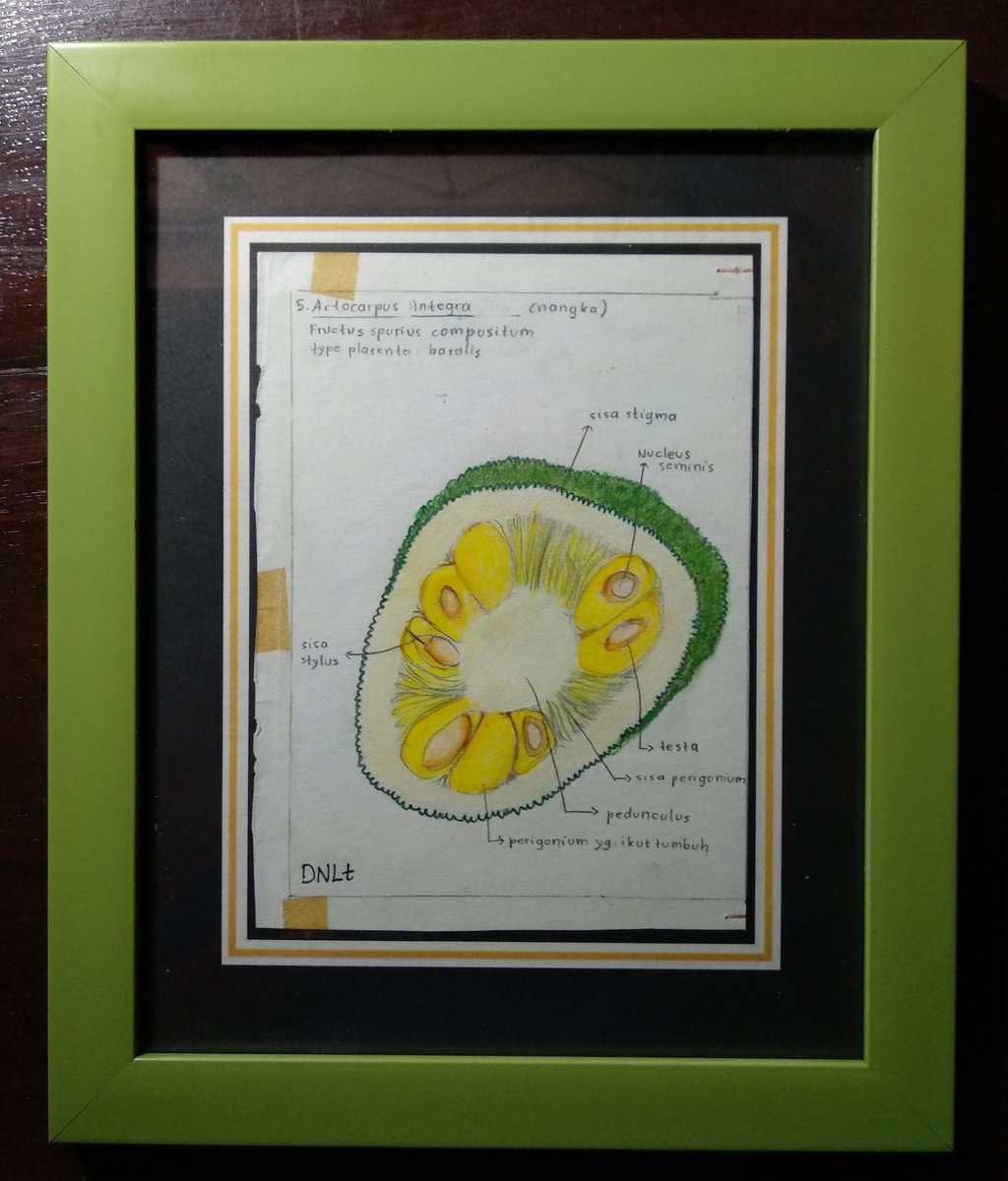 K4hur1ph1rup4n's tweet image. Dibuang sayang (sambungan)...

Sketsa praktikum kuliah Struktur Tumbuhan di Jurusan Biologi UI

#KetauanDehAngkatanTuwir #Biologi #FMIPAUI