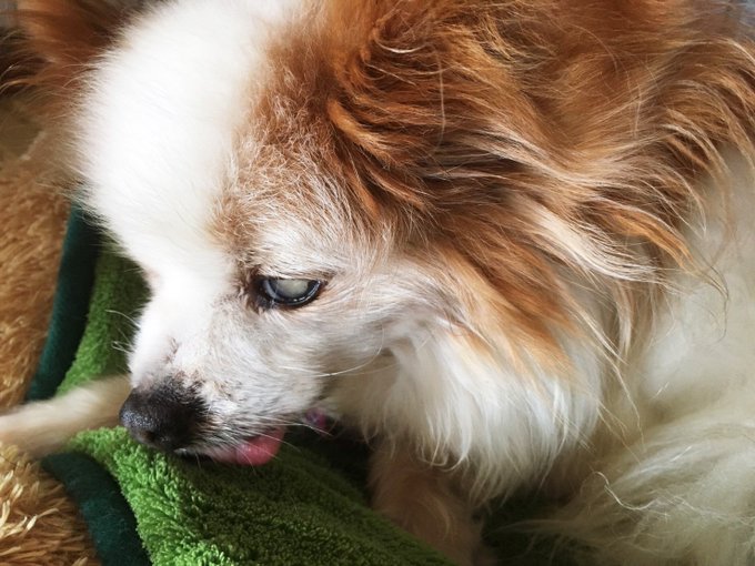 うちのワンコ15歳。
半目で舌出して寝てます。 