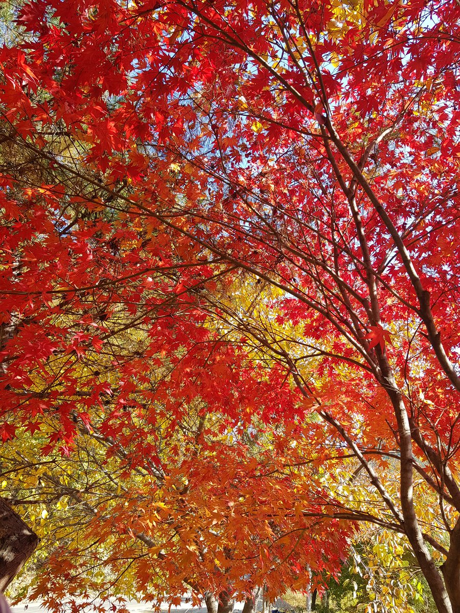 개마고원 화전민 (@ahs2352) on Twitter photo 