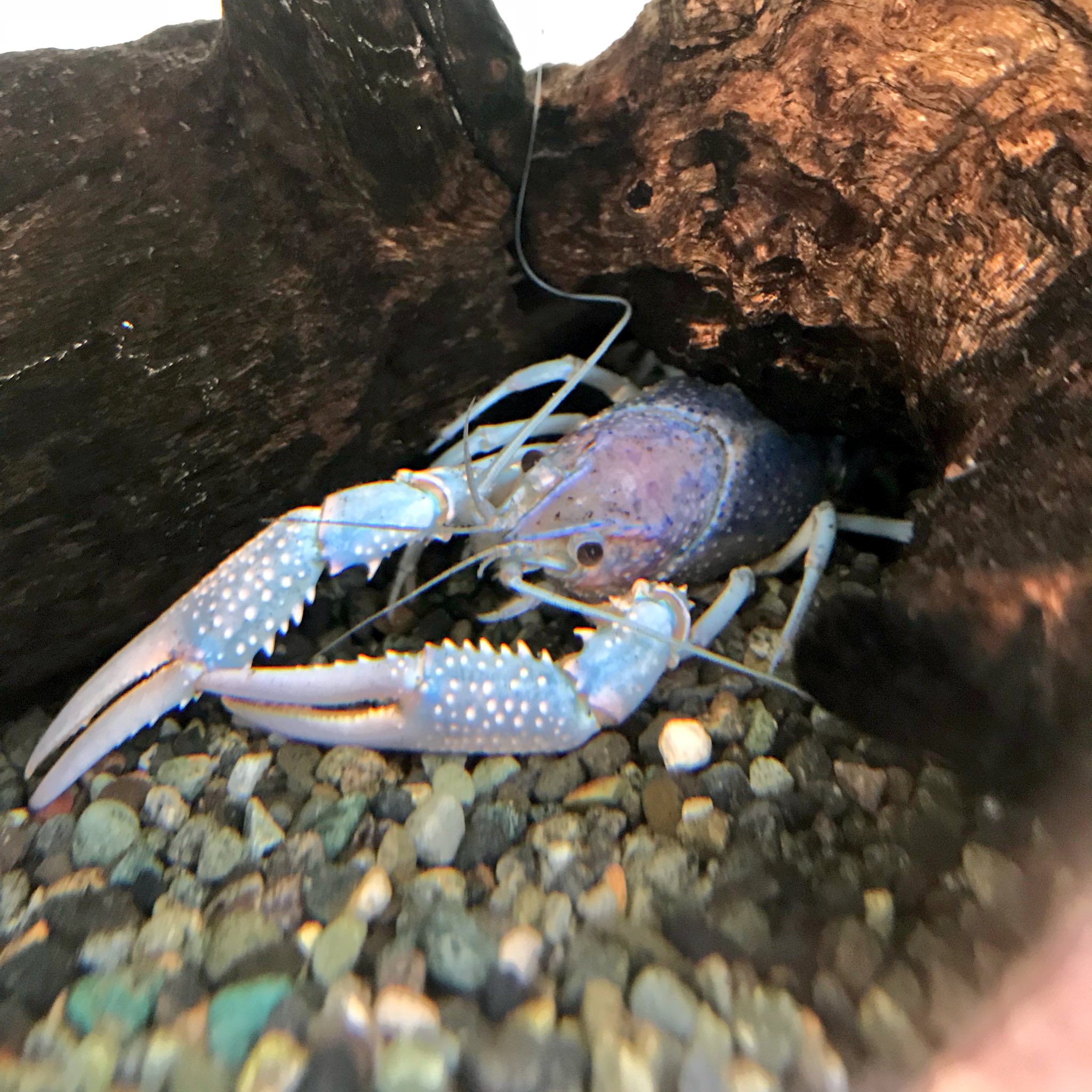Sankakun 休んでいるようにみえる 青ザリガニ ザリガニ 屋外飼育 Sankakun 休んでいるようにみえる 青ザリガニ ザリガニ 屋外飼育