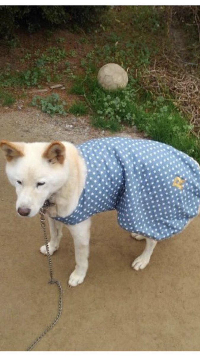 naono18's tweet photo. うちの犬が昨日の朝から行方不明になりました。
この服を着ている見たいです。16歳の老犬なのでとても心配です。
見かけたらよろしくお願いします。
#甲府市 ＃小瀬スポーツ公園 #迷い犬 ＃犬 ＃甲府 https://t.co/a0SmULaTFk