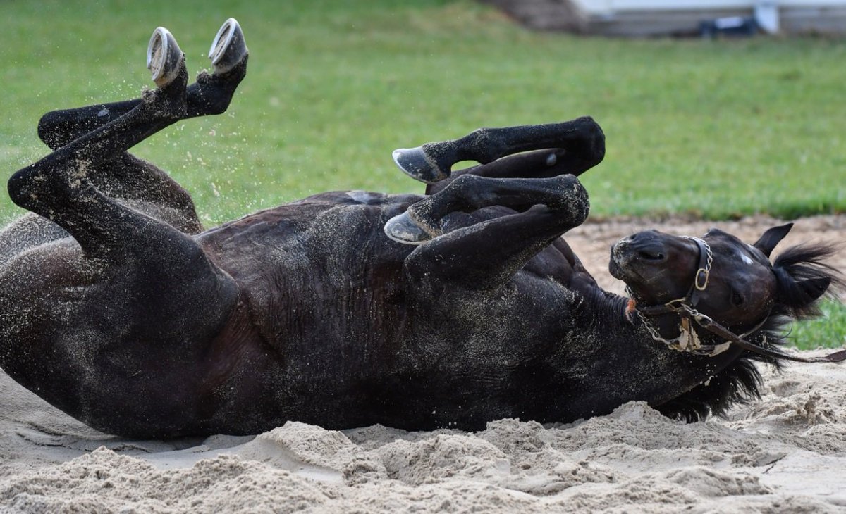 theheraldsun's tweet image. The CliffsofMoher has been euthanised after suffering a shocking injury during the #MelbourneCup

MORE: trib.al/xMSLb6a