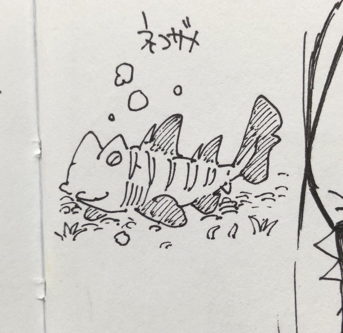 ネコザメ、ツマグロ、ホホジロザメ(すこしスマートになってしまった)～ 