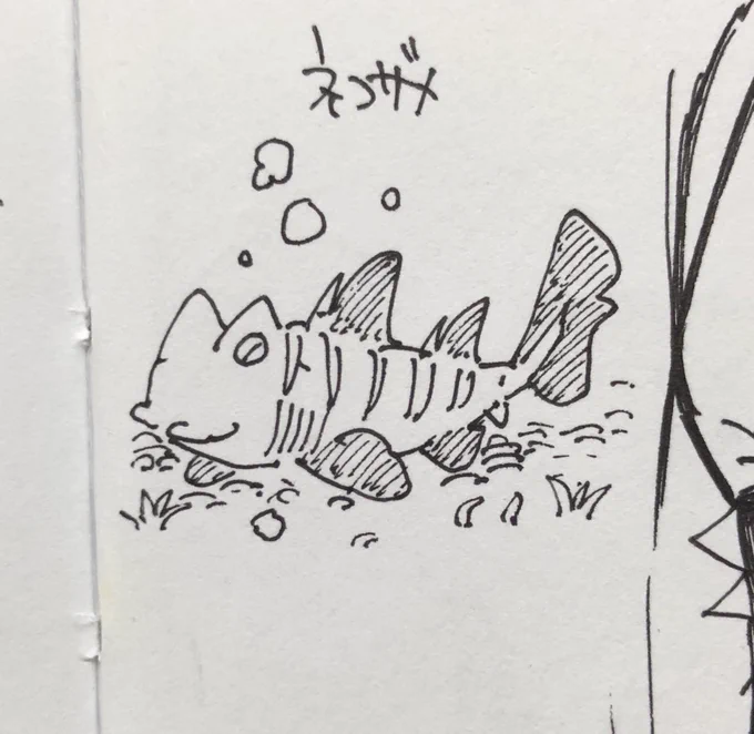 ネコザメ、ツマグロ、ホホジロザメ(すこしスマートになってしまった)～ 