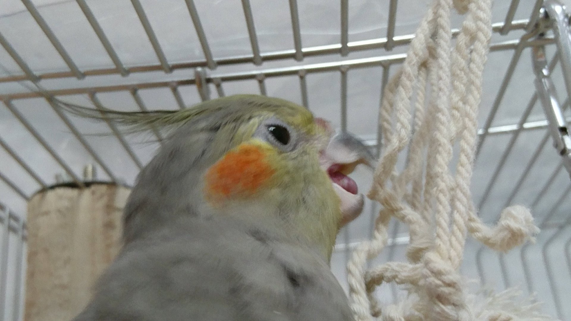 ぼやきち Pray For Peace しゅんごい 鳥の舌は可愛い オカメインコのぼやたん T Co Nf79vkfvu9 Twitter