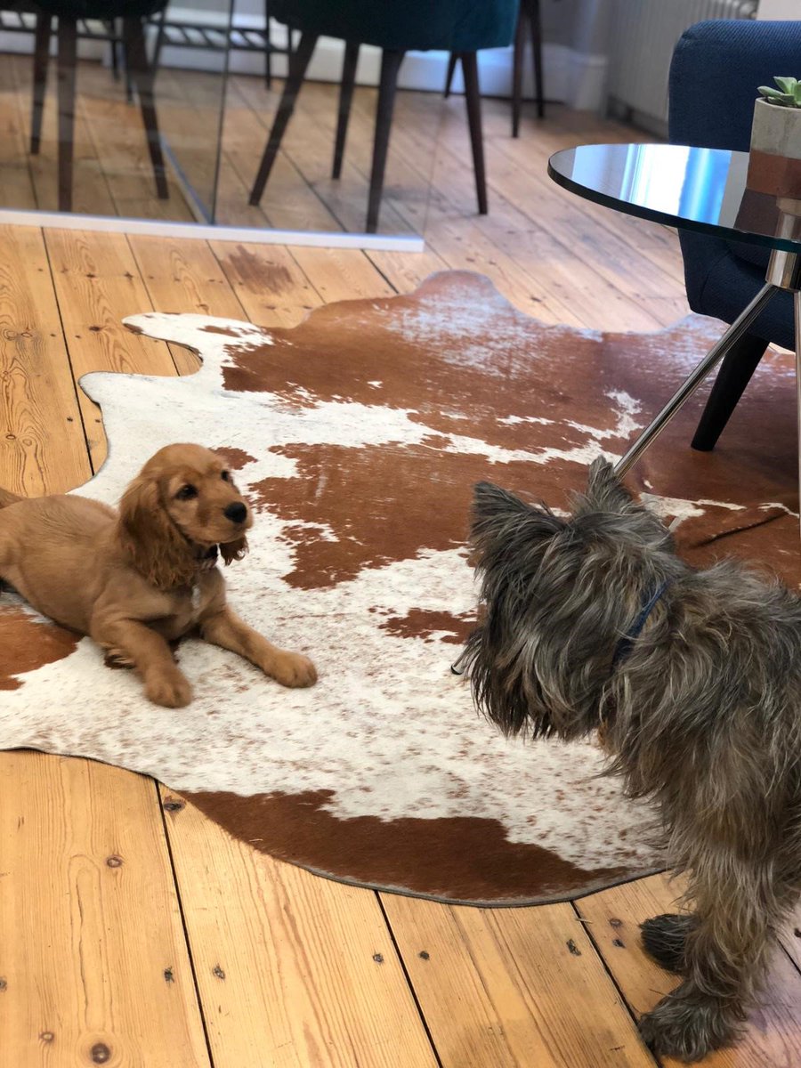 Not one, but two lovely dogs in the office today!

#officedogs #bestfriends #dogsinlondon