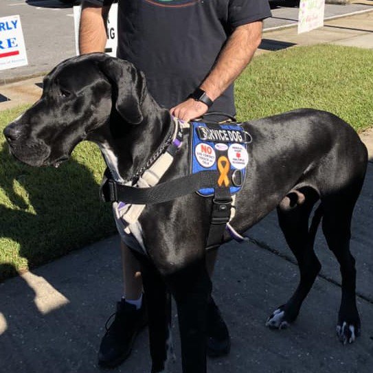 Service Dog Project (@servicedogpr) on Twitter photo #ServiceDog Nicholas is proudly wearing an "I Voted" sticker. Make sure you get one too!
And then de-stress by watching our service dog trainees (adorable Great Dane puppies) on our <a href="/exploreorg/">explore.org</a> cams: explore.org/livecams/serviā¦
#ServiceDogs #Dogs #Puppies #Veteran #Vote #ServiceDog Nicholas is proudly wearing an "I Voted" sticker. Make sure you get one too!
And then de-stress by watching our service dog trainees (adorable Great Dane puppies) on our <a href="/exploreorg/">explore.org</a> cams: explore.org/livecams/serviā¦
#ServiceDogs #Dogs #Puppies #Veteran #Vote