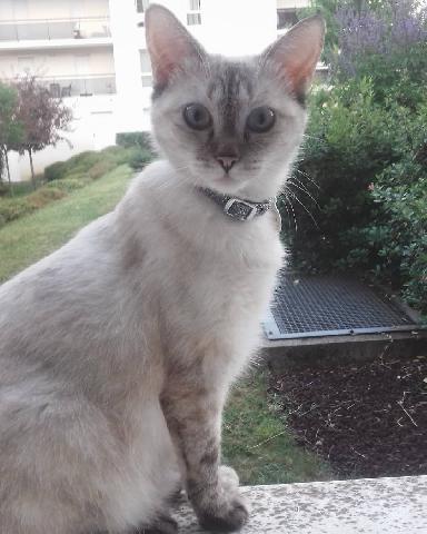 Alerte Animaux Perdu On Twitter Perdu Chat Blanccrème