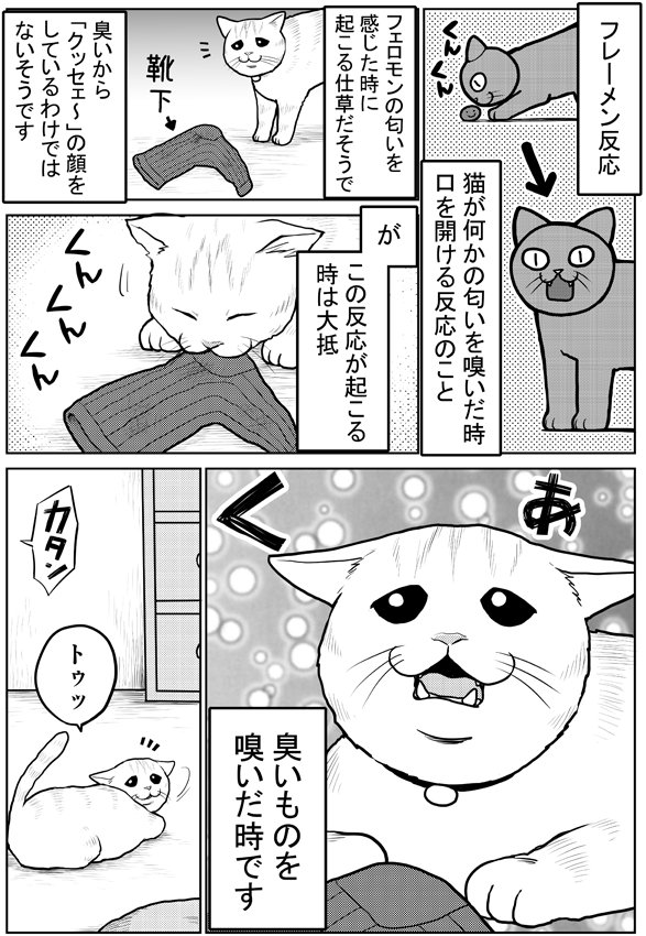 フレーメン反応　#タレ目猫そむ　#タレ目猫そむが可愛すぎるんじゃ 