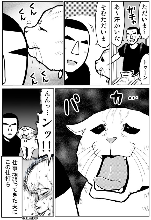 フレーメン反応　#タレ目猫そむ　#タレ目猫そむが可愛すぎるんじゃ 