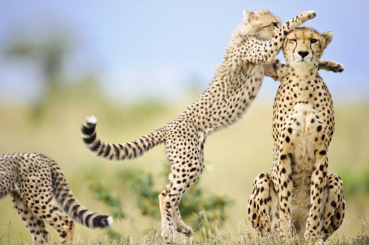 Private Safaris EA tweet media