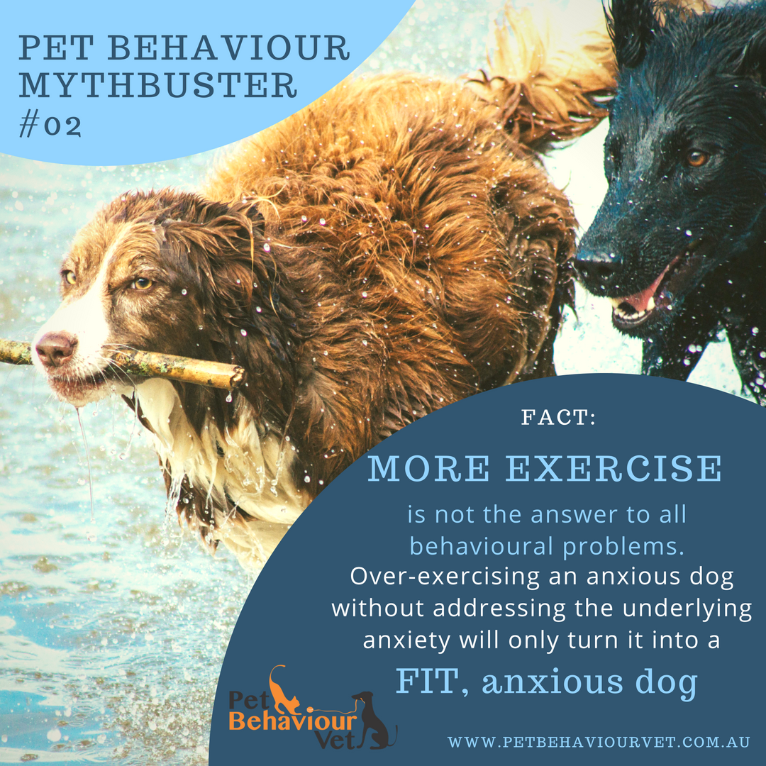 Doggosphere's tweet image. More exercise is not the answer to all behavioural problems.  
petbehaviourvet.com.au/category/behav…