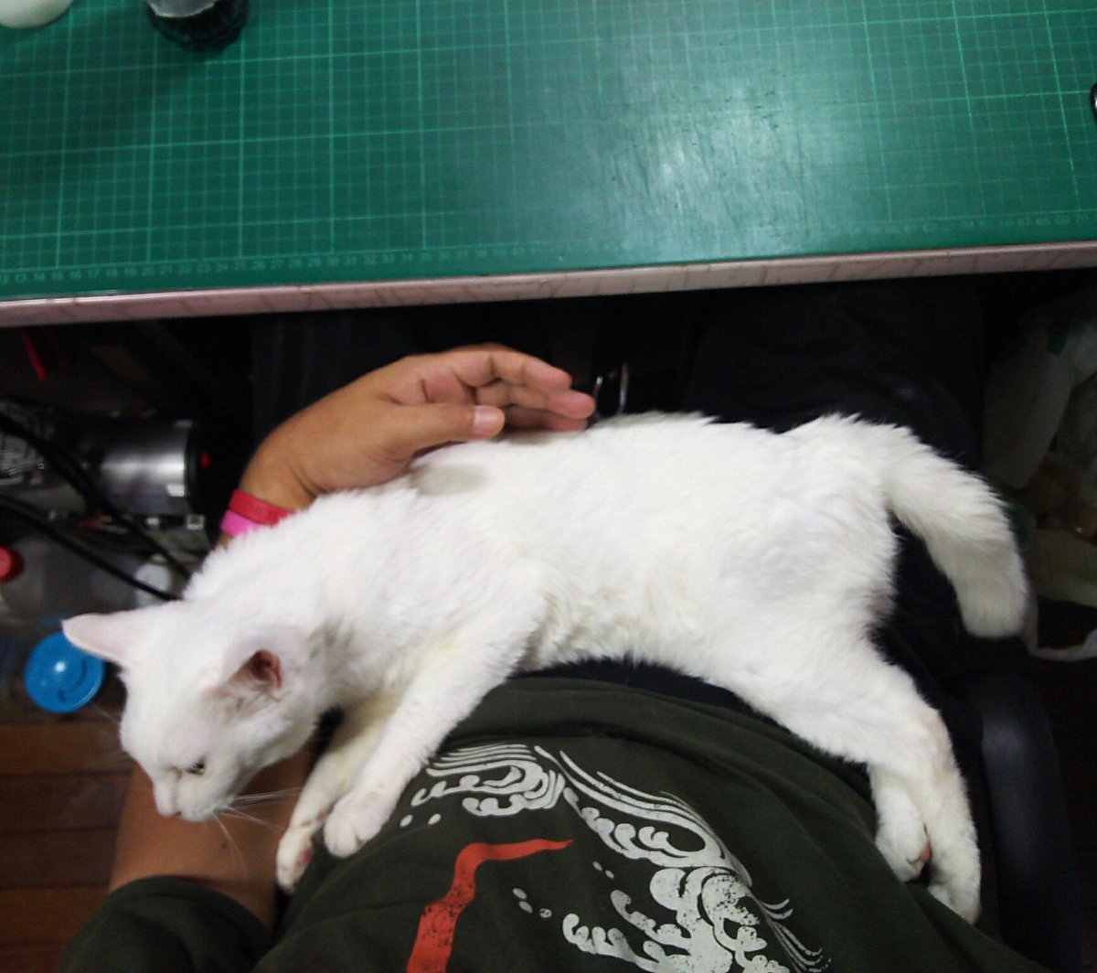 伸びるねこ