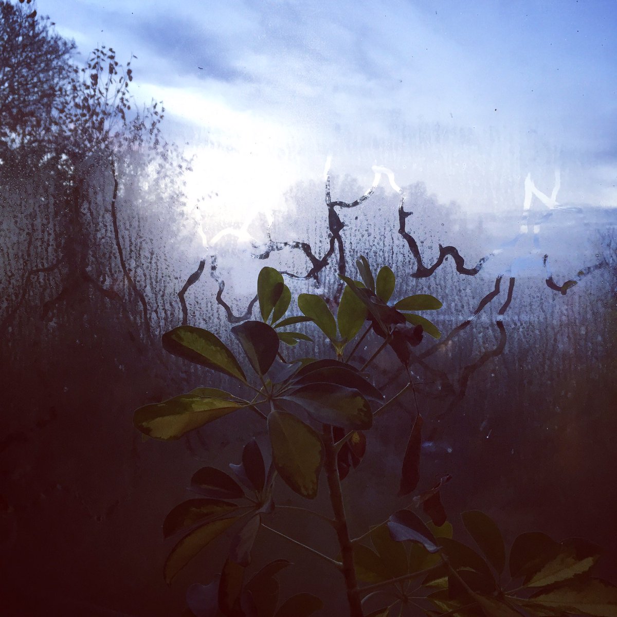 Snail Trail 🐌 
#snail #snailtrail #britishwildlife #britishwildlifephotography #signsofnature #naturetrail #simplepleasures #gowildandslow #theslowdowncollective #theslowdownmovement #seekmoments #mindfulness #mindfulliving #dawn #naturephotography #picoftheday #simplepleasures