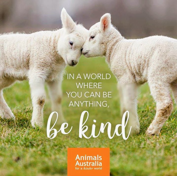 Always choose kindness 💗💗💗 #bekind #govegan #family #love #loveanimals #lovelambs #lambs #cute #kindness #compassion #betheirvoice #beautiful #lamb #AnimalRights #animallover #dogs