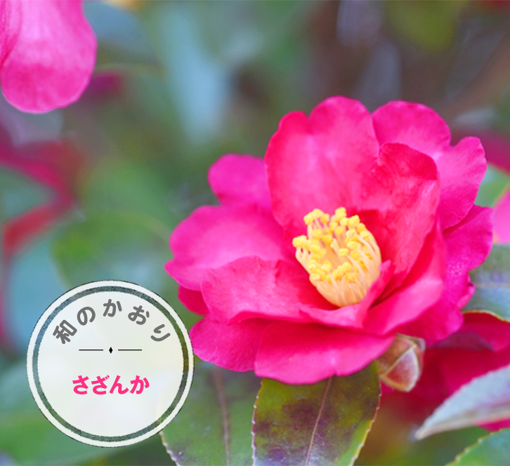 クラシエ いち髪 和の香り さざんか 街でよくみかける さざんか 冬が来たな と感じる花だよね 甘い香りがするんだよ つばきとの見分け方はね 散る時に花びらがバラバラに落ちるのが さざんかだよ さざんか