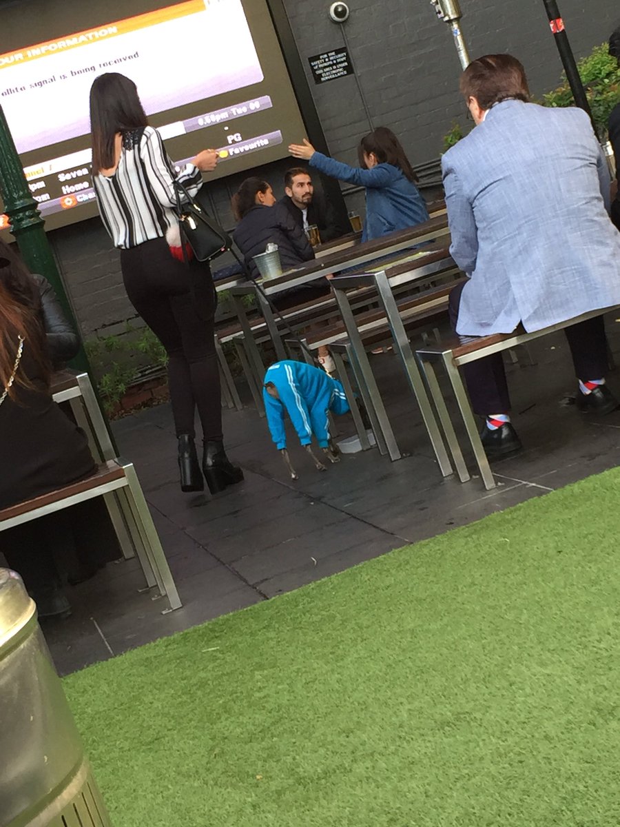 _Ben119's tweet photo. Ever seen a dog in an Adidas tracksuit? https://t.co/kauLFRJatD