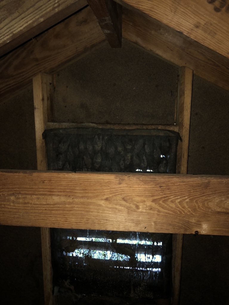 Virginia Professional Wildlife Removal Services Vapwrs Twitter