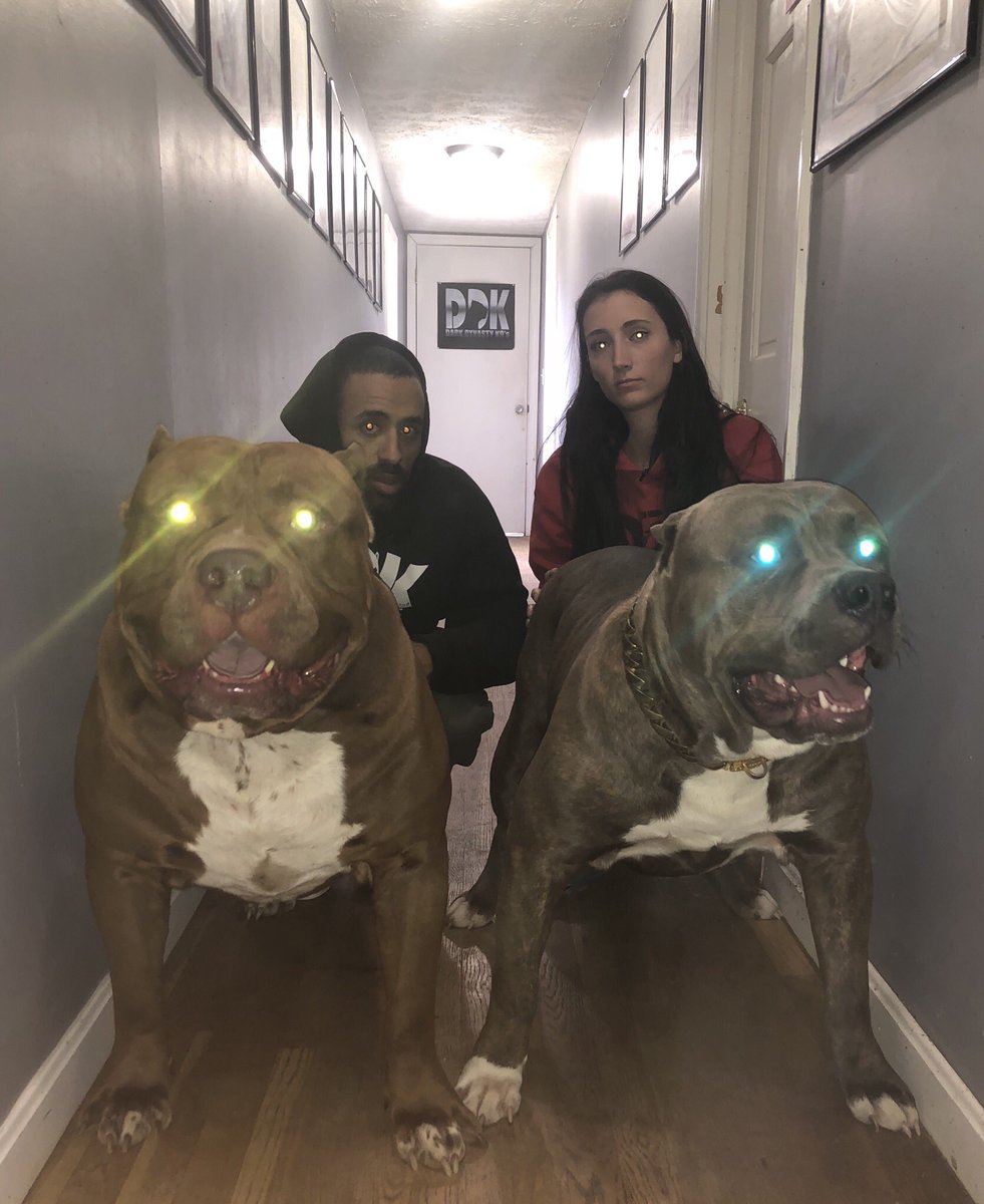 kong pitbull