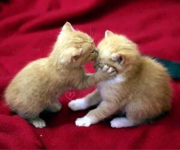 KucingMY's tweet photo. “awak sekarang awak dah jadi isteri saya , ingat tau jaga hubungan kita sampai ke jannah. Muahh !” https://t.co/GyAetP4xSY