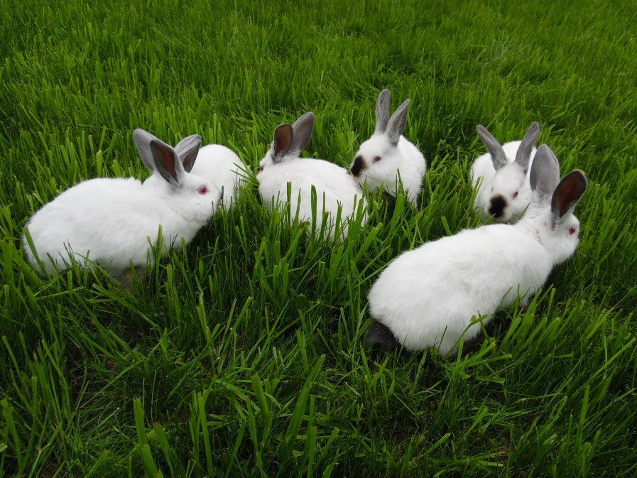 Кролики живут на ферме. Кролик калифорниец. Калифорнийский кролик дикий. Кролики сельхозрабочие. Селекция кроликов.