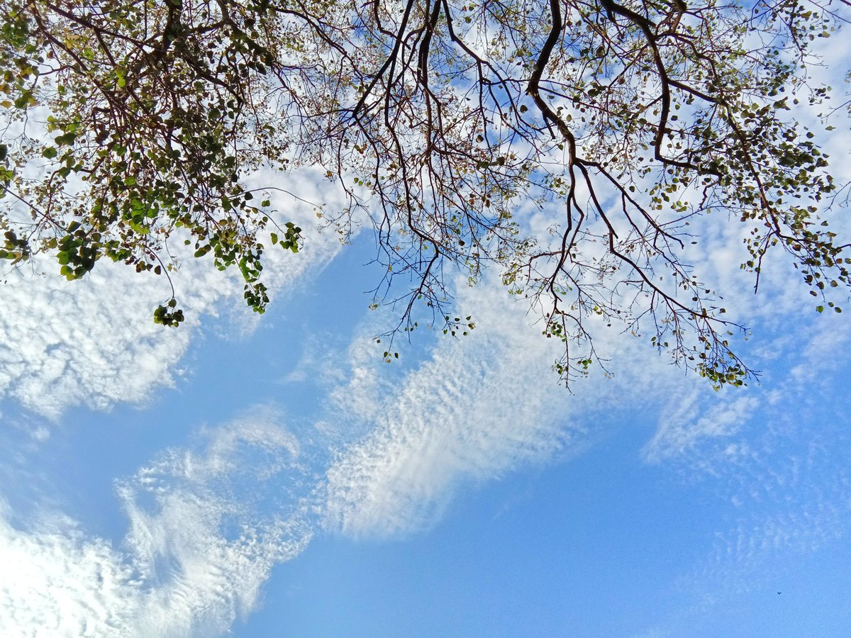 ParagSalaskar's tweet photo. Look Up & Get Lost...
Always love to lost in this favorite happy nature
@NatGeoTravel @natgeonature #vivoy83 https://t.co/snWvksADh8