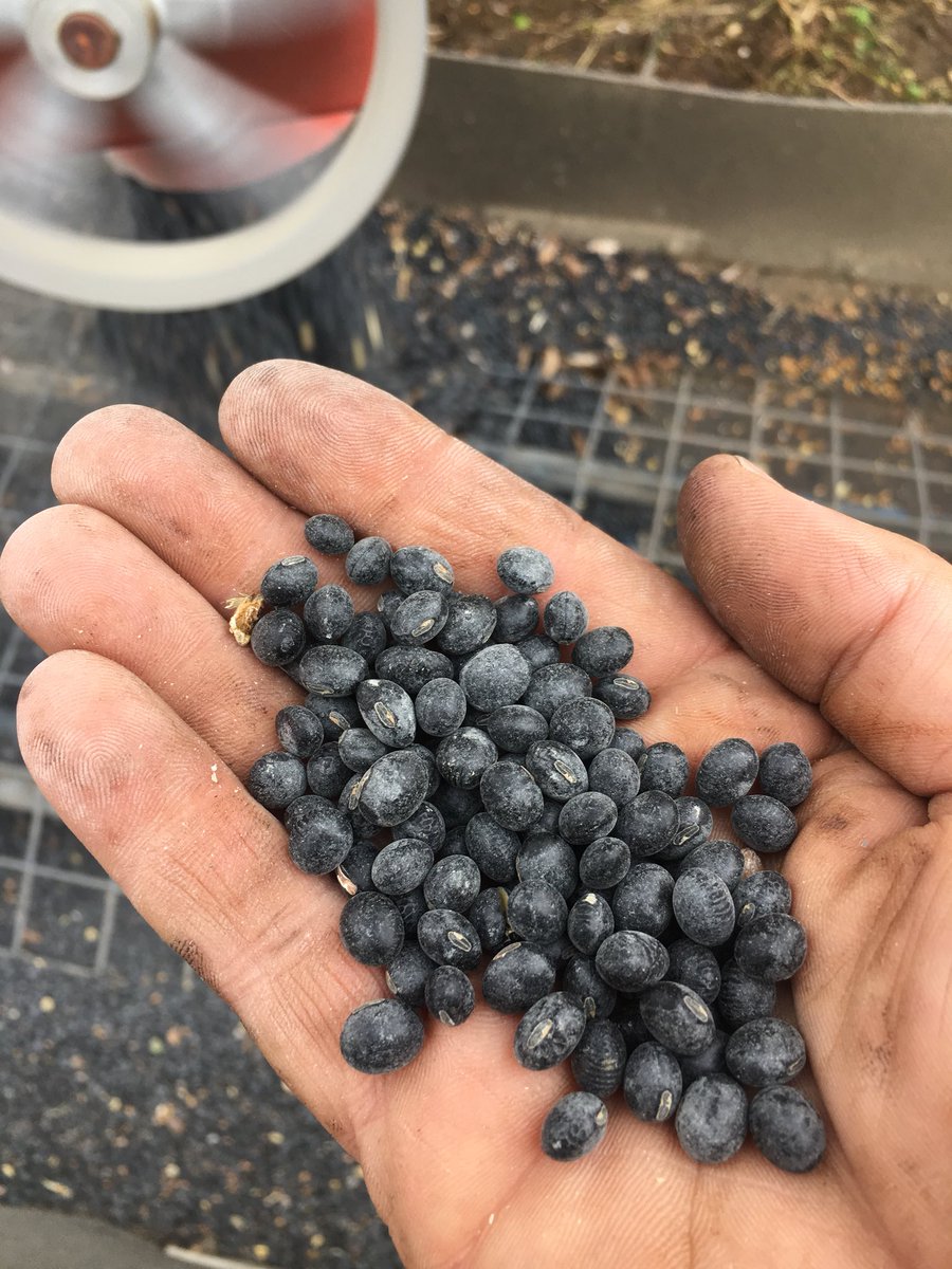 DarLinFarms's tweet photo. WHAT is wrong with my beans!!!!   Funny looking soys.   @Beechwood_Agri_  @asheemclachlan    #japanexport https://t.co/i4InI63gkx