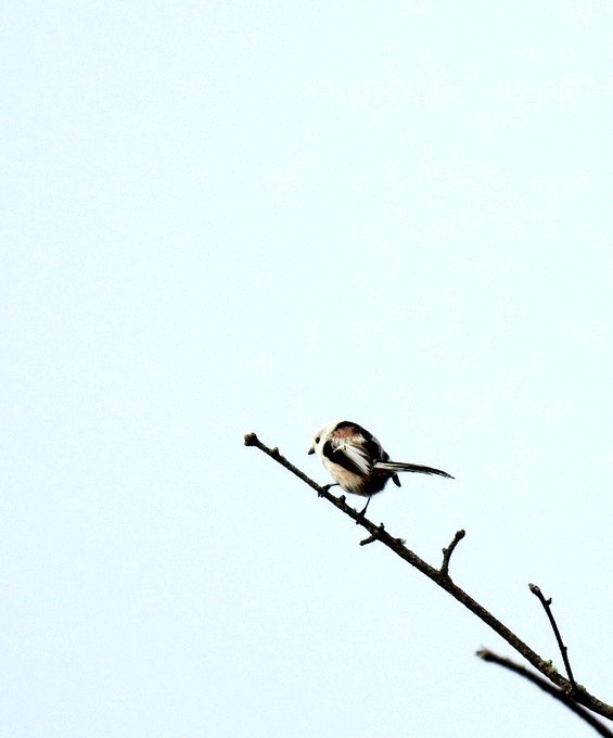 シマエナガのtwitterイラスト検索結果 古い順