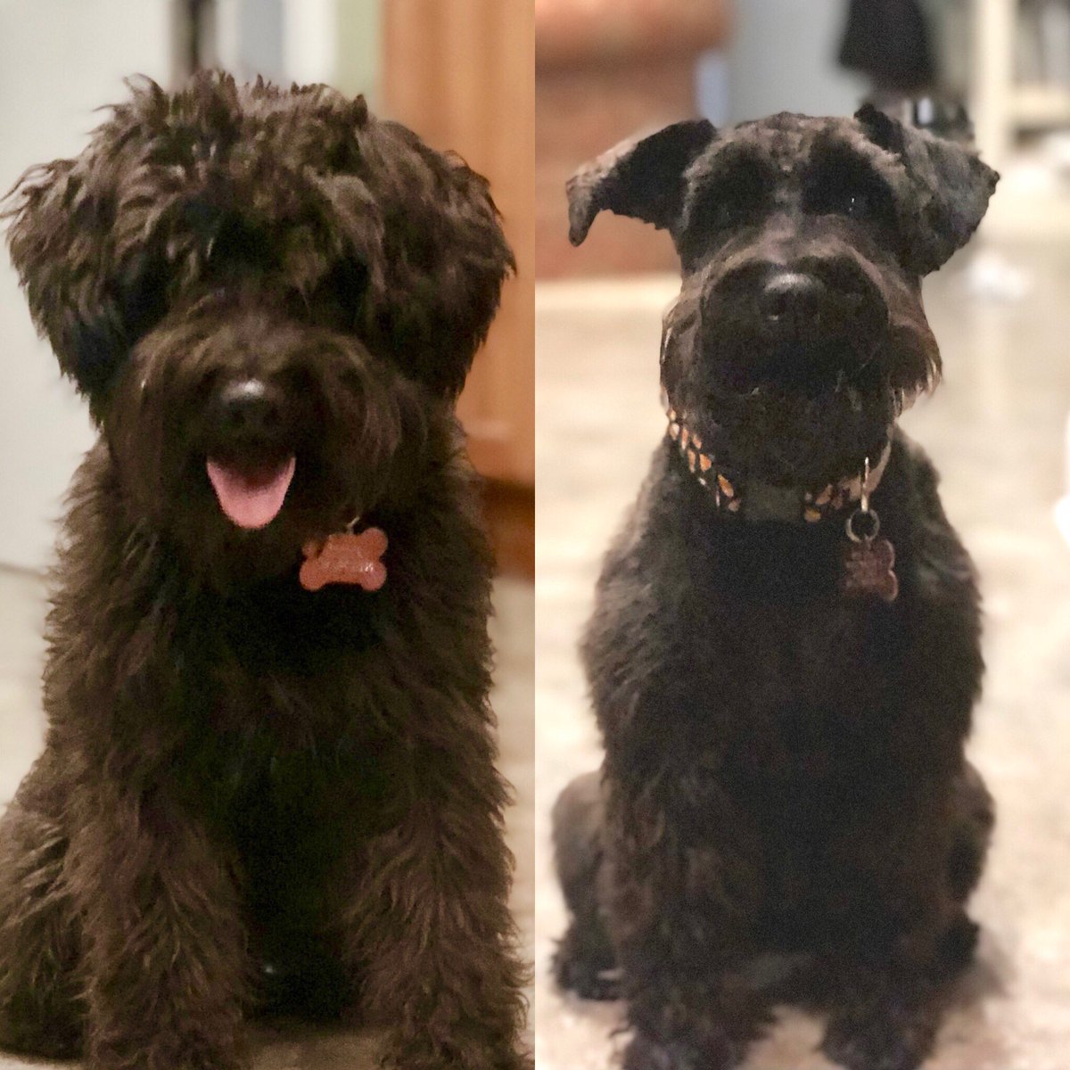 On a rather stressful day with life changing decisions to be made we thought we would bring a little levity 😁 So please vote with a comment below - puppy cut or big girl haircut? Now go VOTE FOR REAL BECAUSE THIS IS NO JOKE. Thank you ♥️#vote #ElectionDay2018 #GoVote