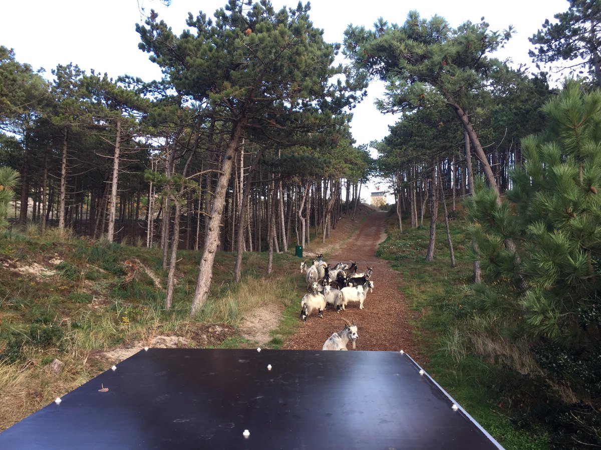 Bosw8erHessel's tweet photo. Natuur beheerders op pad! Vandaag hebben we weer 28 geiten in winter begrazingsgebied Seinpaalduin en Kaapsduin gebracht #begrazing #Staatsbosbeheer #Terschelling https://t.co/TcvDzmT2Fa