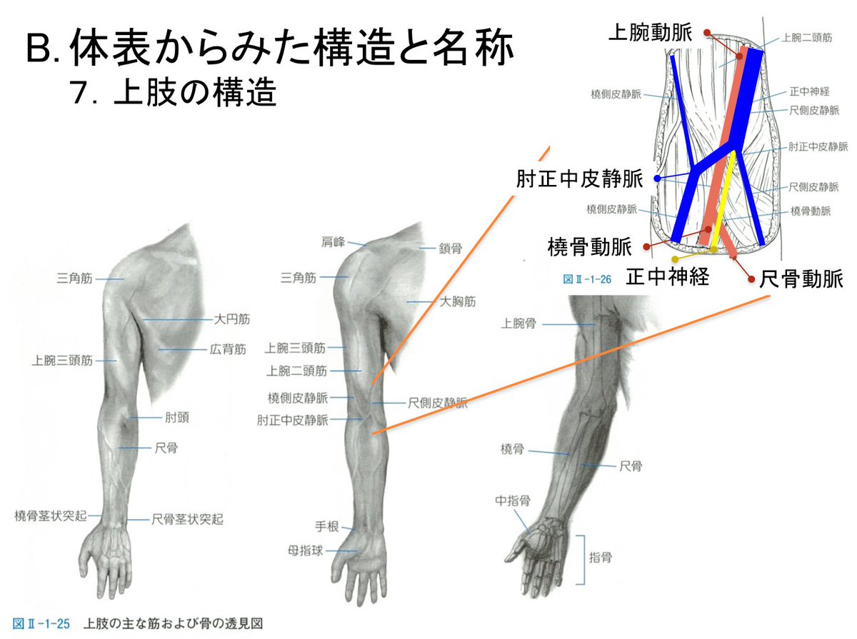 Oj 第9版の右肘 皮下 解剖図はわかりにくいので色分けした 肘正中皮静脈の下を 正中神経と上腕 動脈がくぐって下降する 肘正中皮静脈は静脈穿刺しやすい血管だけれど 不用意に深く穿刺すると正中神経や上腕動脈を損傷するので注意