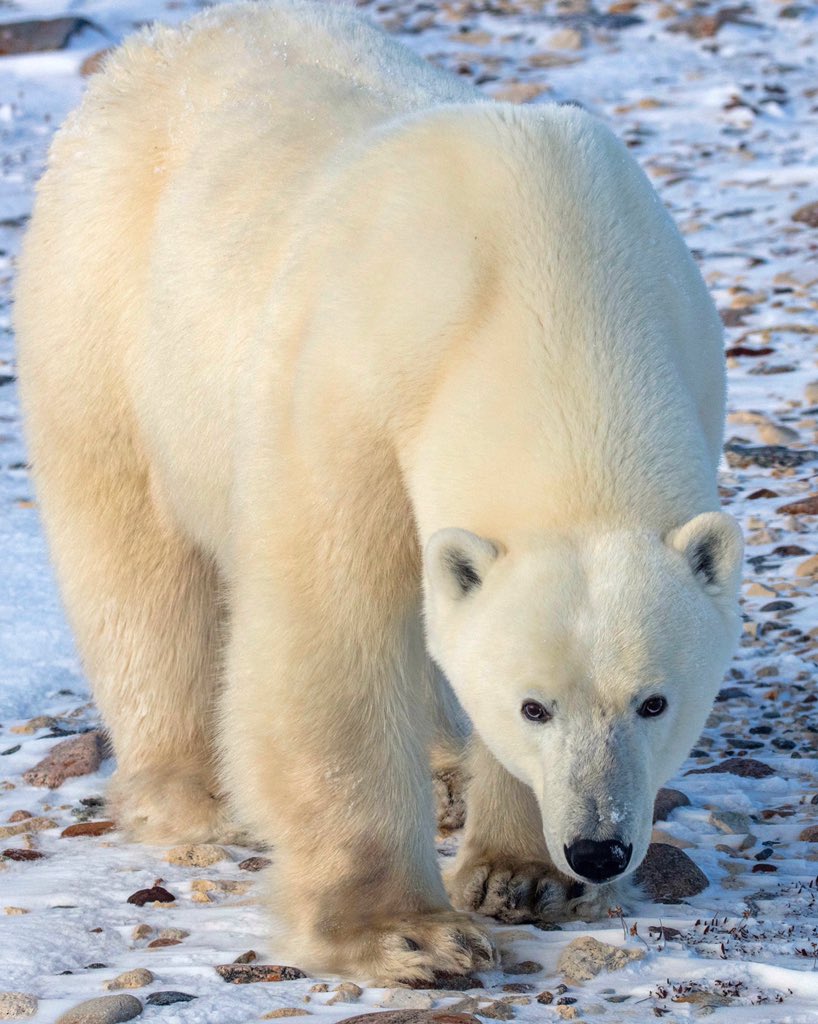 The strength and power in these creatures is astounding. #polarbear #polarbearweek 
-
-
-
-
-
#welivetoexplore #explorecanada #cangeo #travelmb #natgeocreative #natgeo #nature #snapshot_canada #tourcanada #enjoycanada #staywild #beautifulearth #AllTheThings