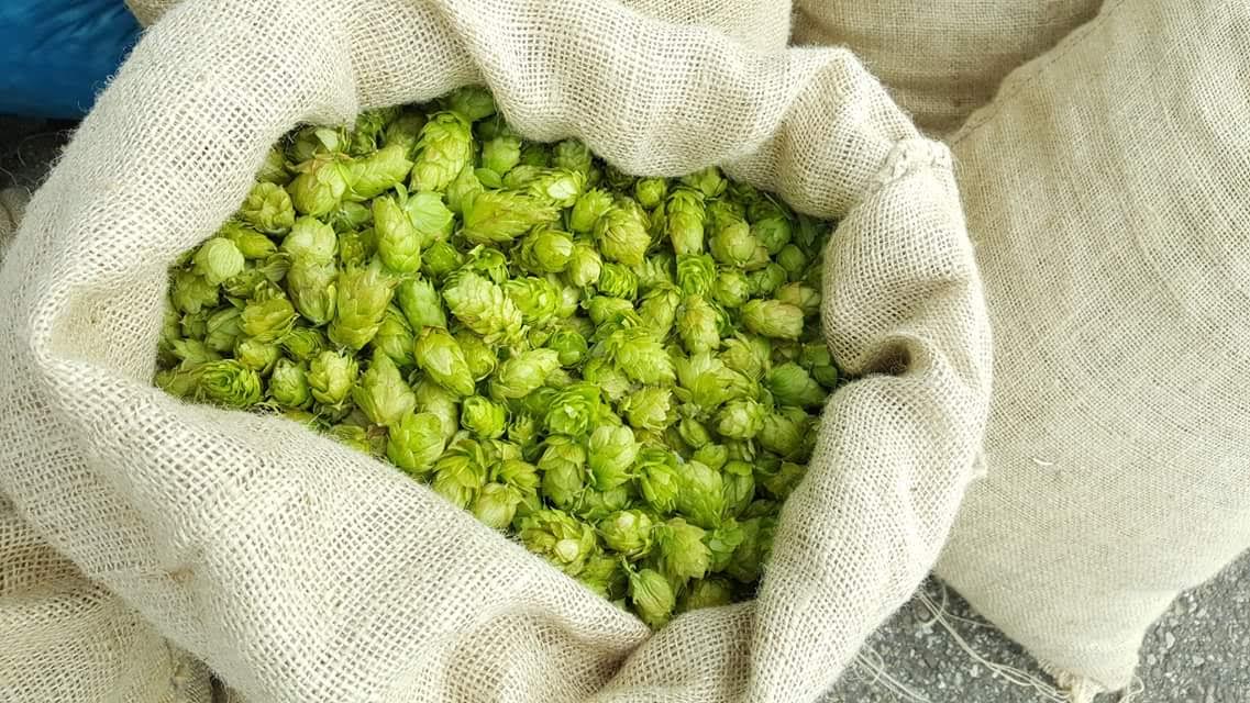 Wo 21 nov organiseren we weer een bijeenkomst voor NL Hoptelers, dit keer bij <a href="/Maallust/">Maallust</a> in Veenhuizen. We bezichtigen ook het hopveld van 2ha en het machinepark. Aanmelden via info@bierevents.nl .