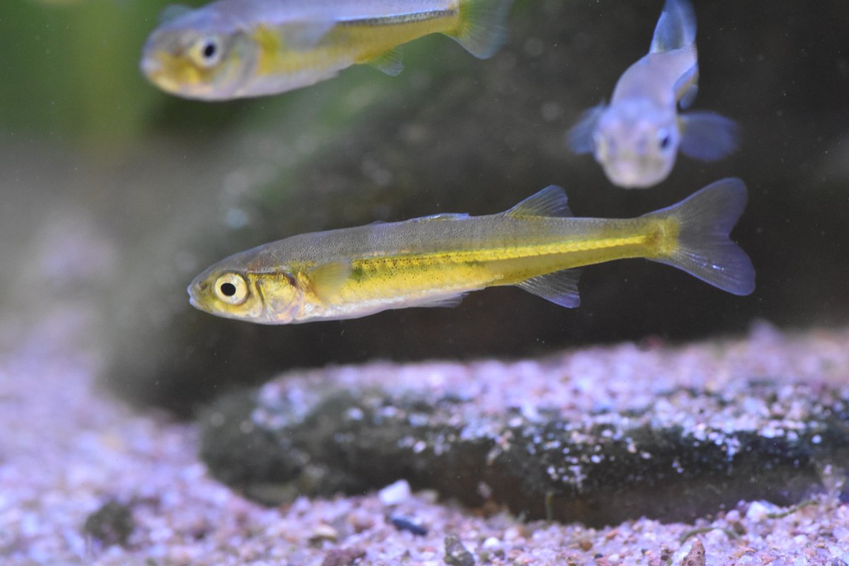 Small_and_Fishy's tweet image. Craterocephalus amniculus (Darling Hardyhead) in breeding colouration. For a few hours each morning in October, the upper Darling River system must shine golden. Get your hardhyhead info here first!

#freshwater #fish #photography #Biology